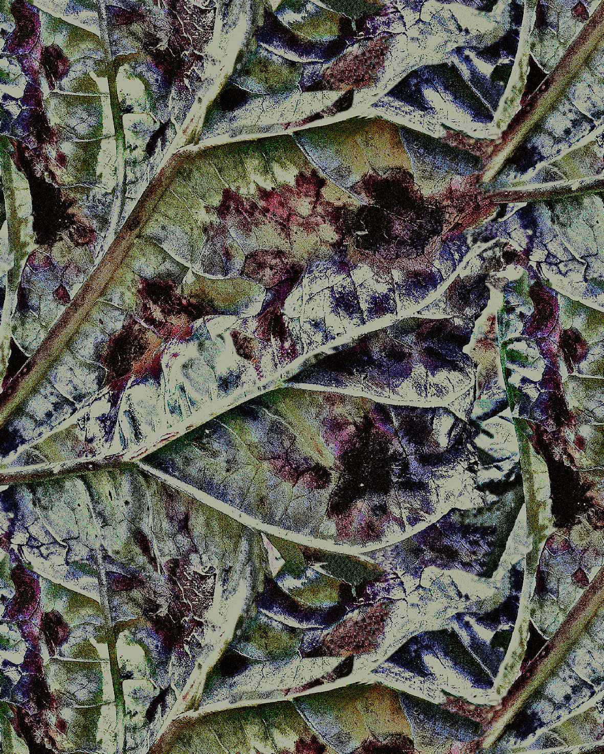 Rhubarb